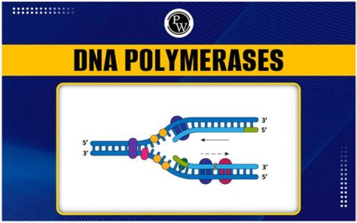 Which is the function of dna polymerase?