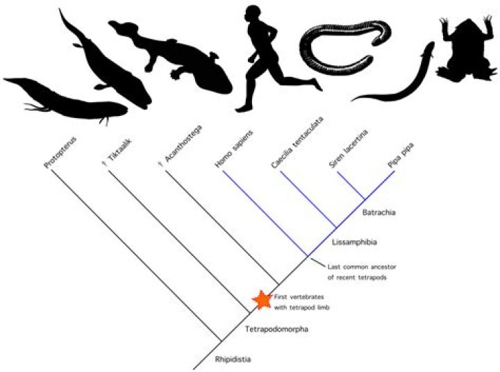 Which is the sister taxon to tetrapoda?