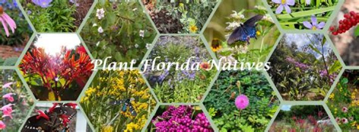 Which lantana is native to florida?