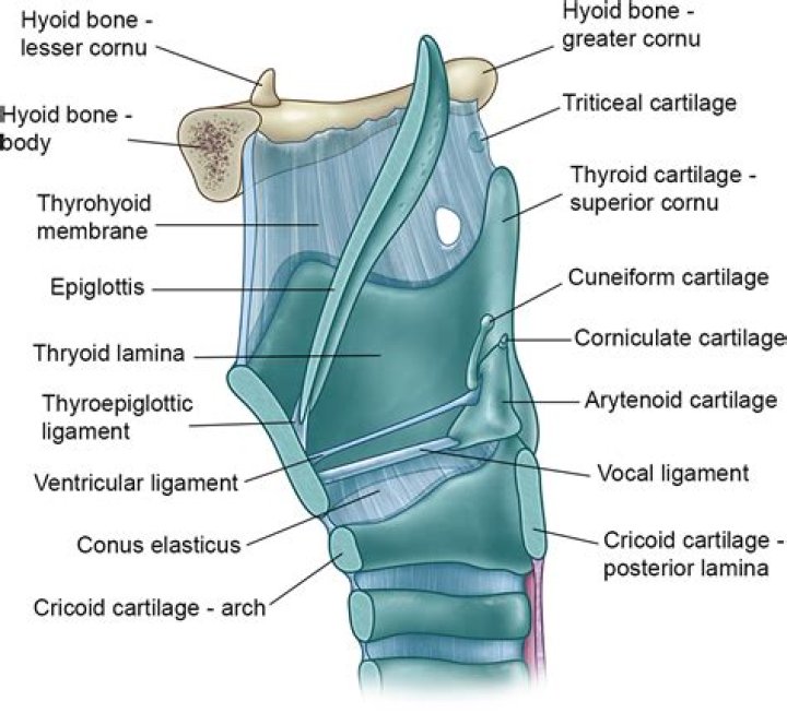 Which laryngeal cartilage is composed of elastic cartilage?