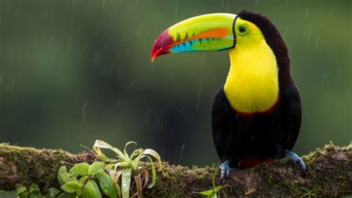 Which layer of the rainforest do toucans live in?
