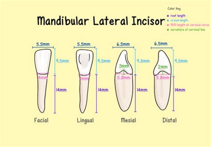 Which mandibular incisor is longer?
