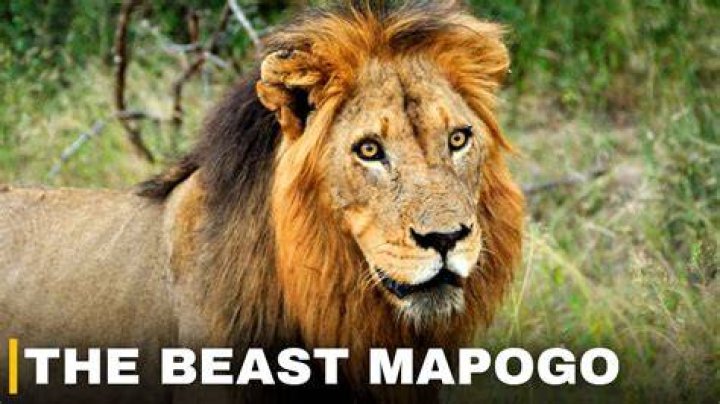 Which mapogo lion was the biggest?