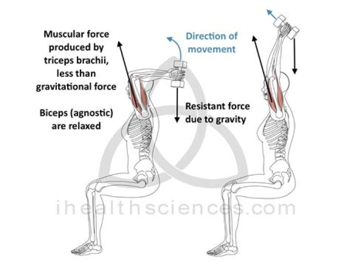 Which movement shortens the fibers of the triceps brachii?