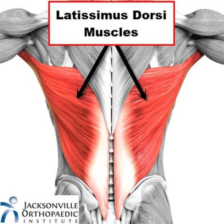 Which muscle is the lat?