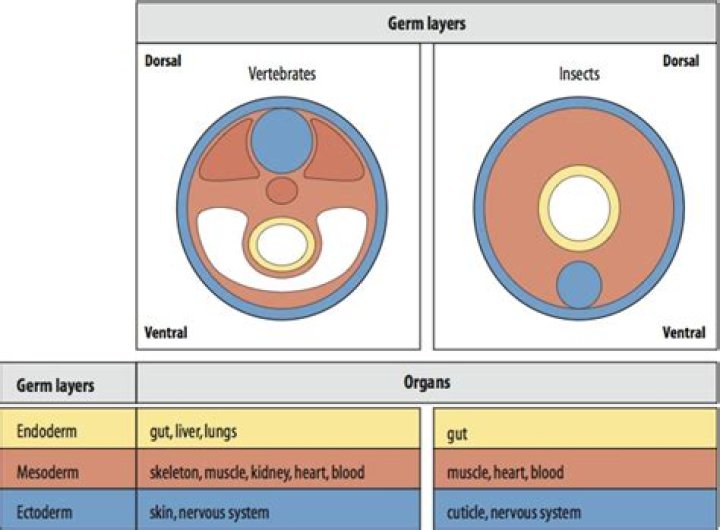 Which muscles are ectodermal in origin?