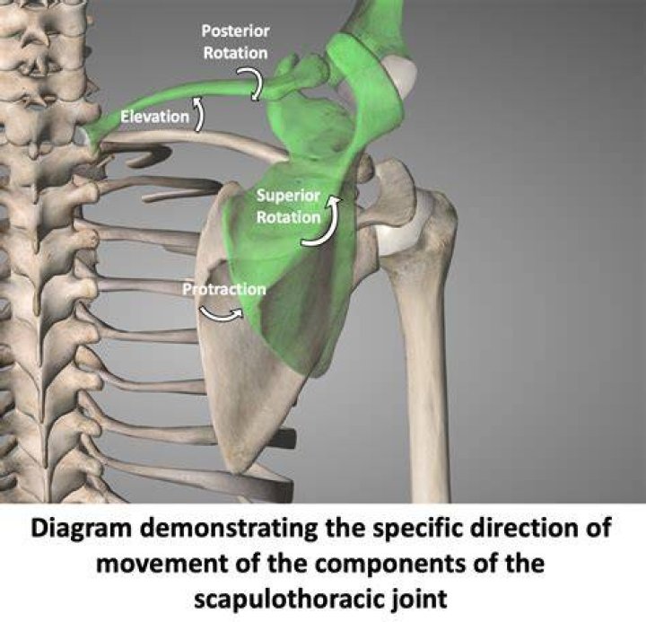 Which muscles inferiorly rotate the scapula quizlet?