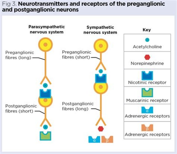 Which nt is released by all preganglionic neurons?
