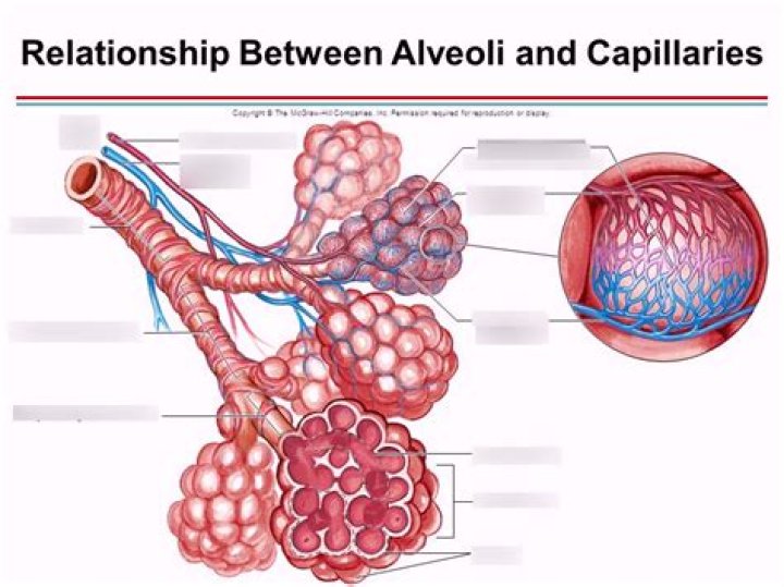 Which of the airway structures are surrounded by the pulmonary capillaries?
