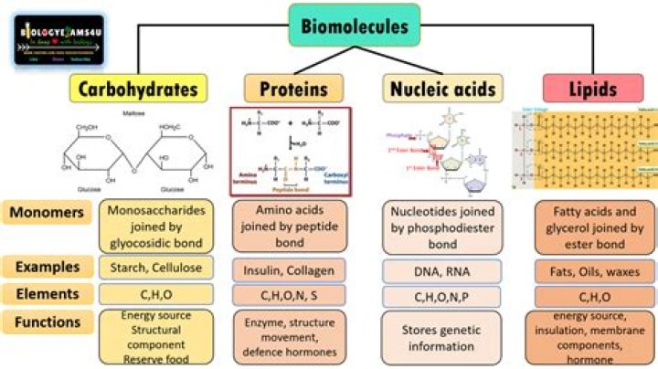 Which of the following best describes the structures of carbohydrates?