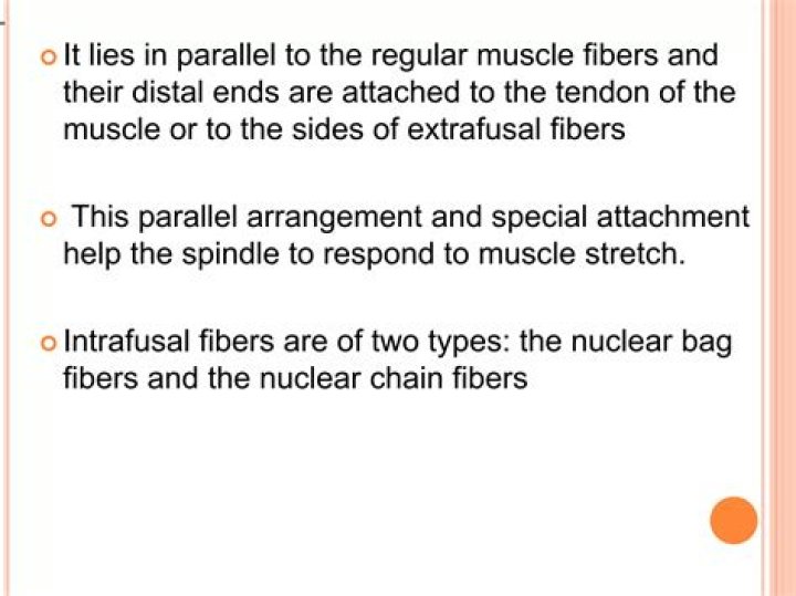 Which of the following contains intrafusal fibers?