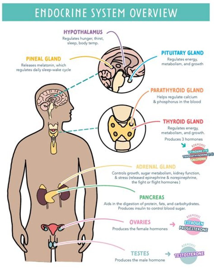 Which of the following is not part of the endocrine system?