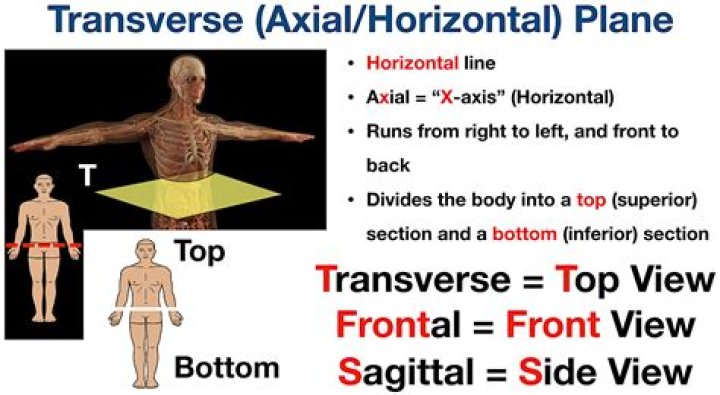 Which of the following is the only horizontal plane in quadrupeds?