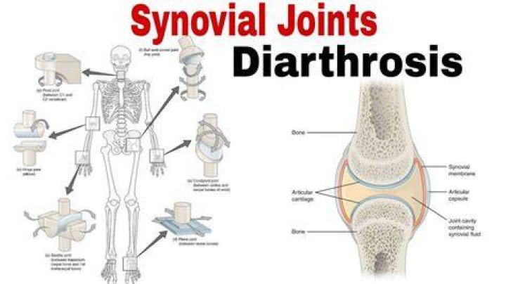Which of the following joints are diarthroses?