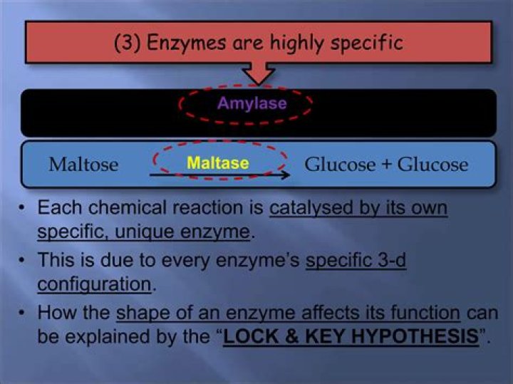 Which of the following reaction is catalysed by enzyme maltase?
