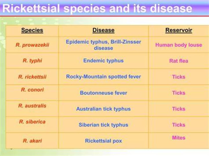 Which of the following rickettsial disease is flea borne?