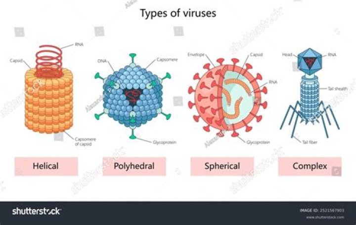 Which of the following virus has polyhedral morphology?