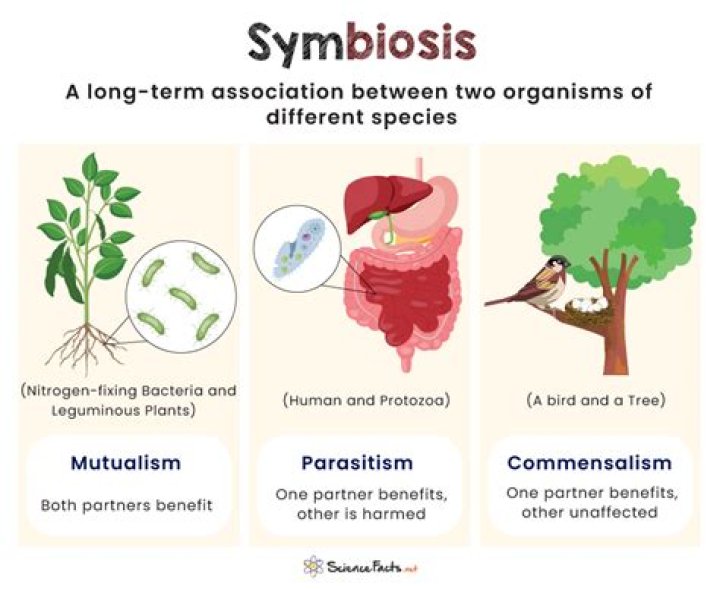 Which one of the following is a parasite cuscuta?