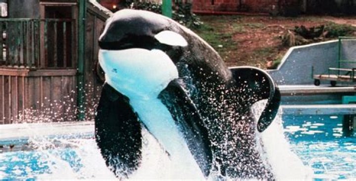 Which orca was in free willy?