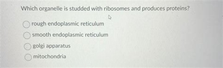 Which organelle is studded with ribosomes?
