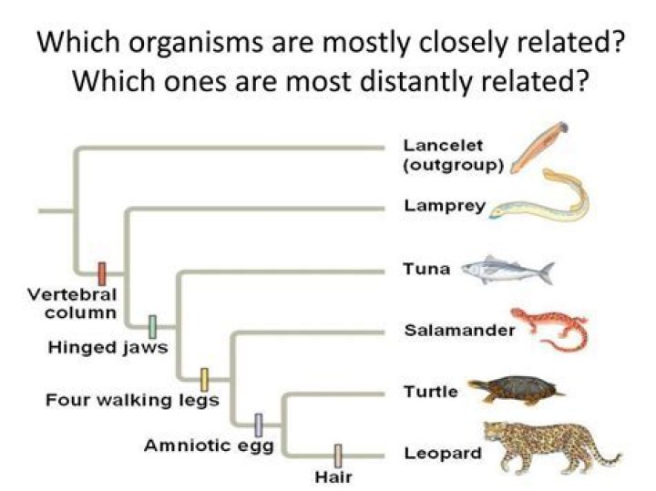 Which organism is most distantly related to humans?