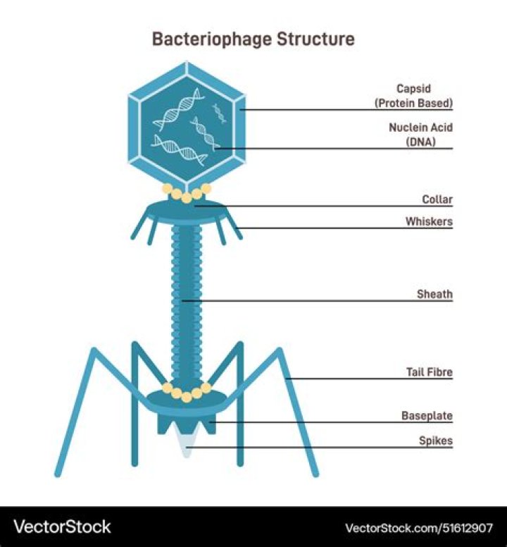 Which part of a bacteriophage has polyhedral shape?