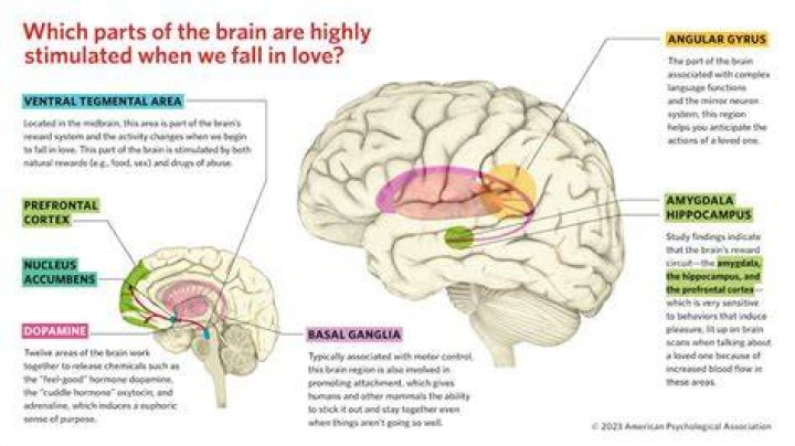 Which part of the brain causes hemiparesis?
