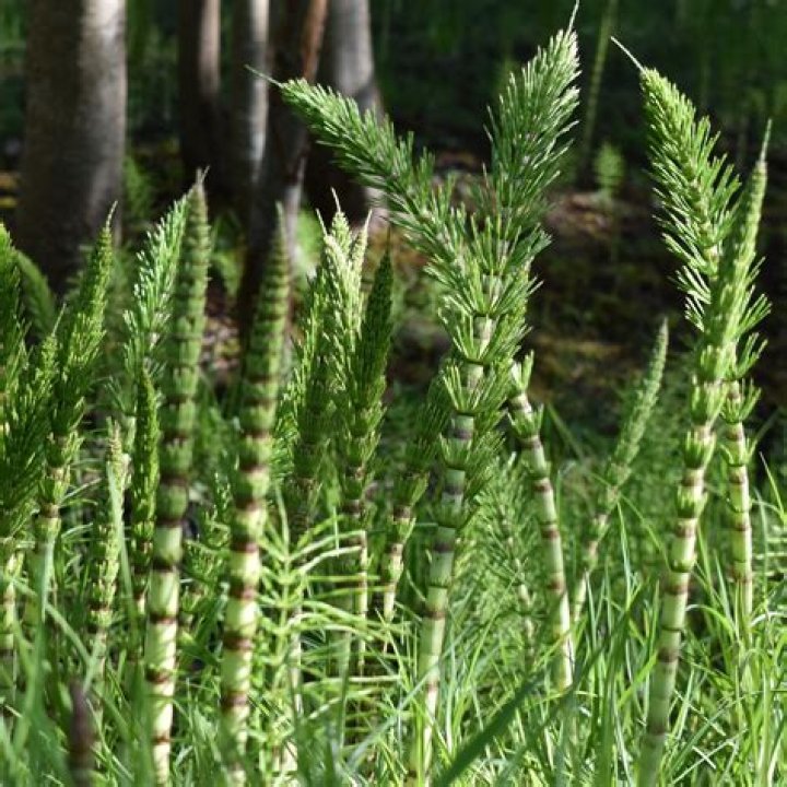 Which plant is called horsetail?