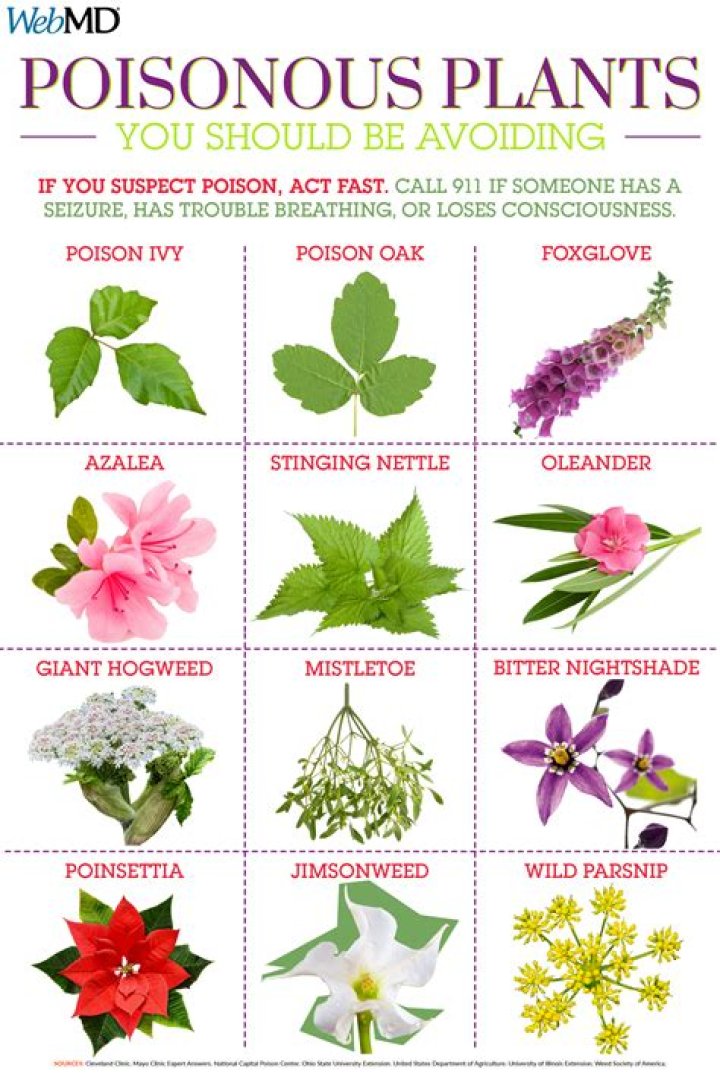 Which poison is sweet?
