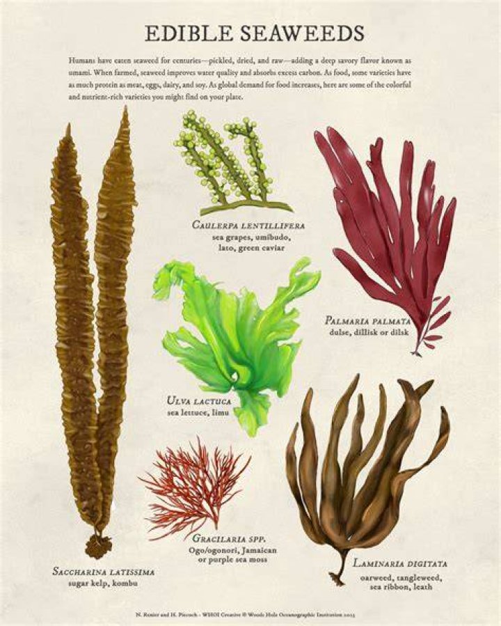 Which seaweeds are not edible?