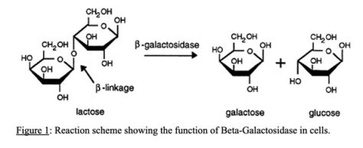 Which substrate induced beta-galactosidase?