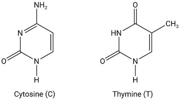 Which tautomeric form predominates?