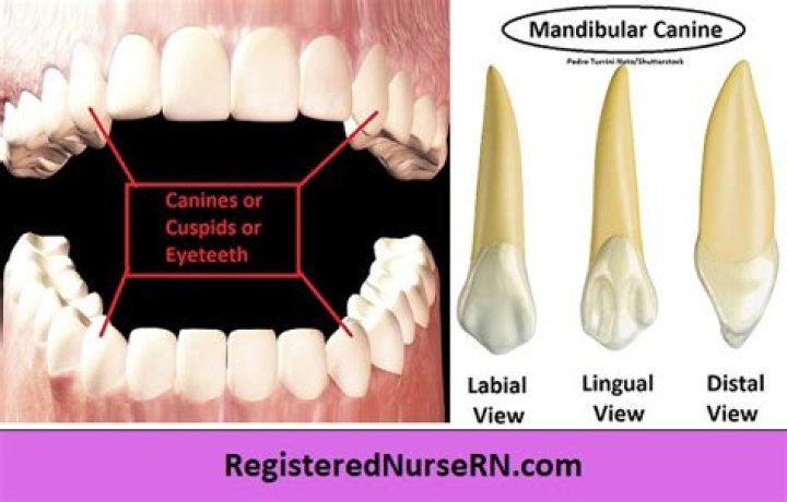 Which teeth are also called the cuspids?