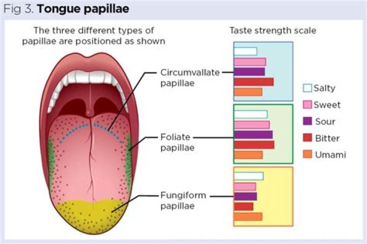 Which tongue papillae lack taste buds?