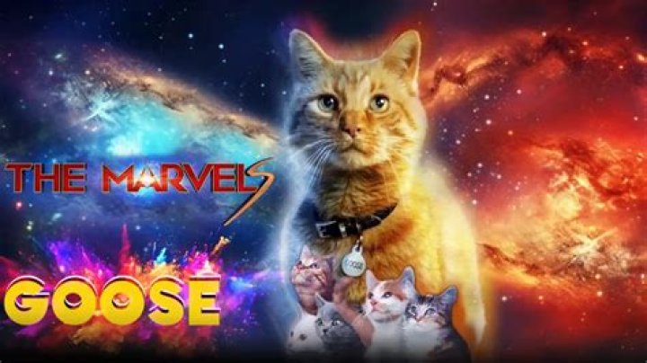 Who's goose in captain marvel?