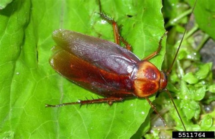Who brought cockroaches to america?