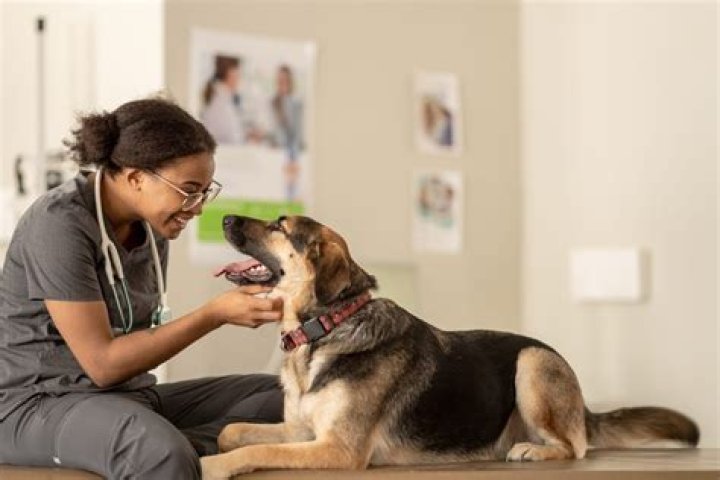 Who do animal nutritionists work with?