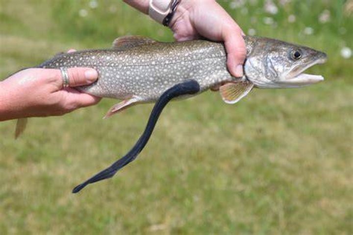 Who do lampreys eat?