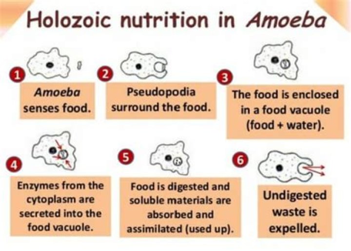 Who does nutrition take place in amoeba?