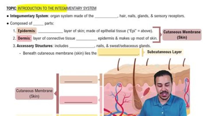 Who does the integumentary system work with?
