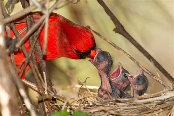 Who feeds baby cardinals?