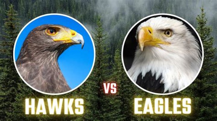 Who flies higher eagle or hawk?