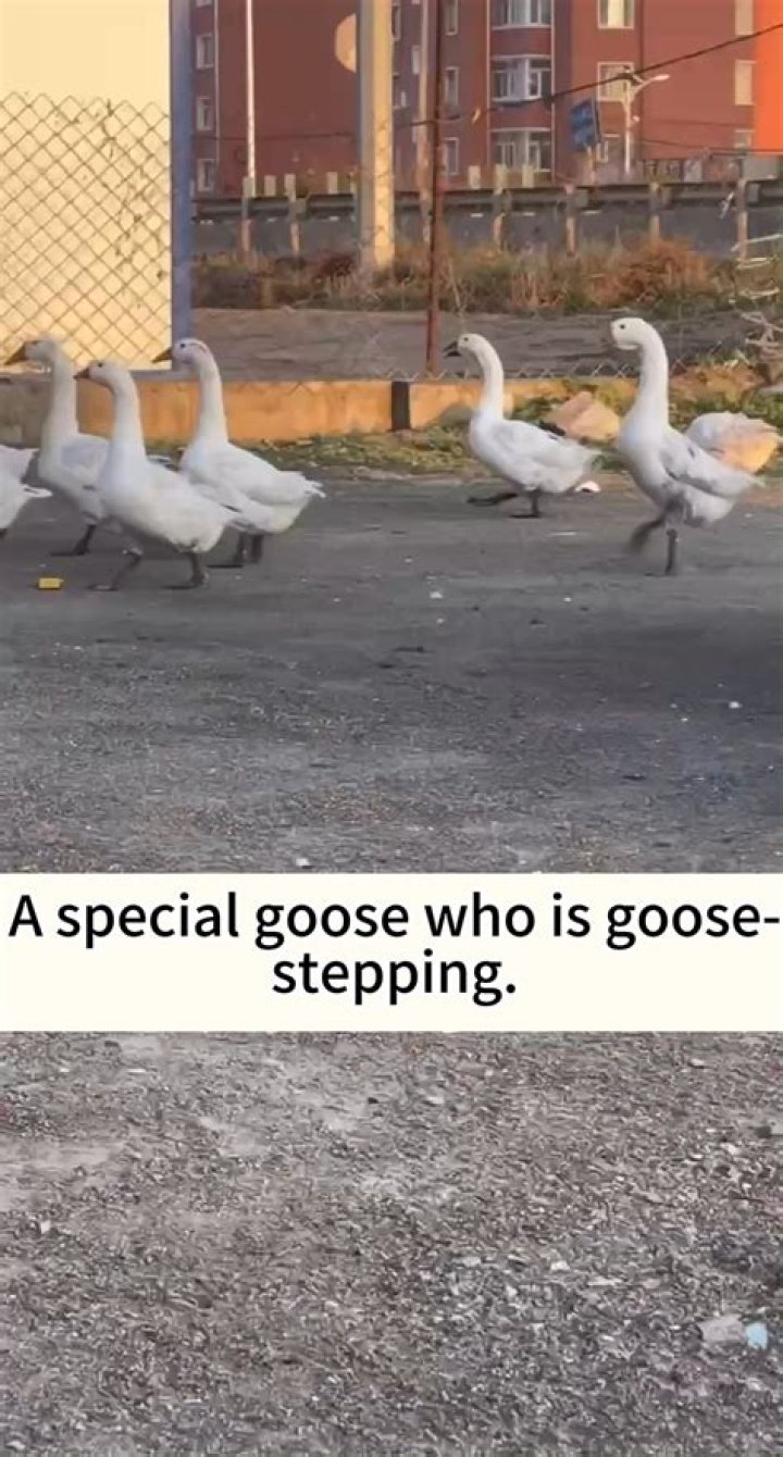 Who invented goose stepping?