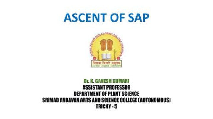 Who is a ascent of sap?