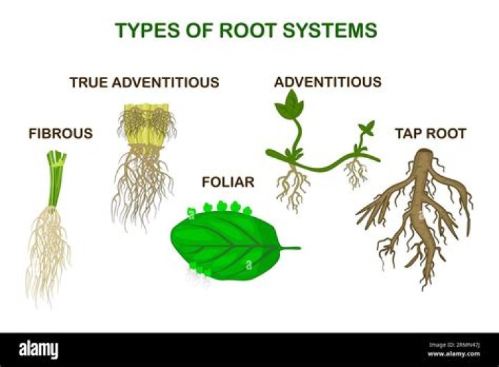 Who is adventitious root?