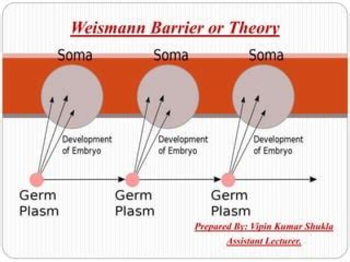 Who is germ plasm theory?