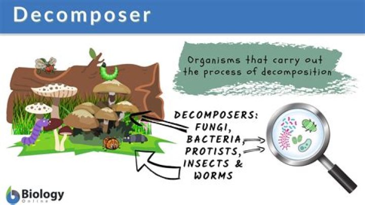 Who is not a decomposer?