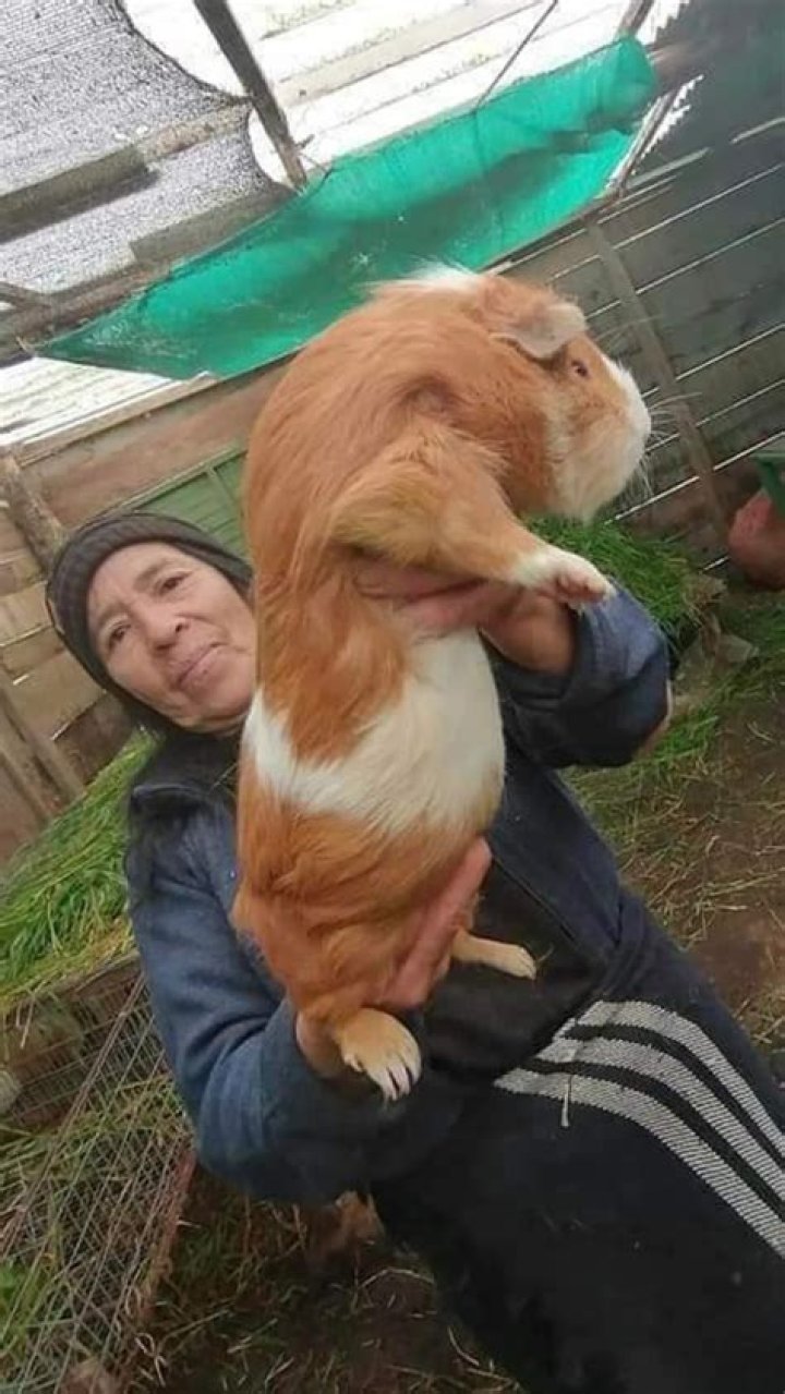 Who is the world's largest guinea pig?
