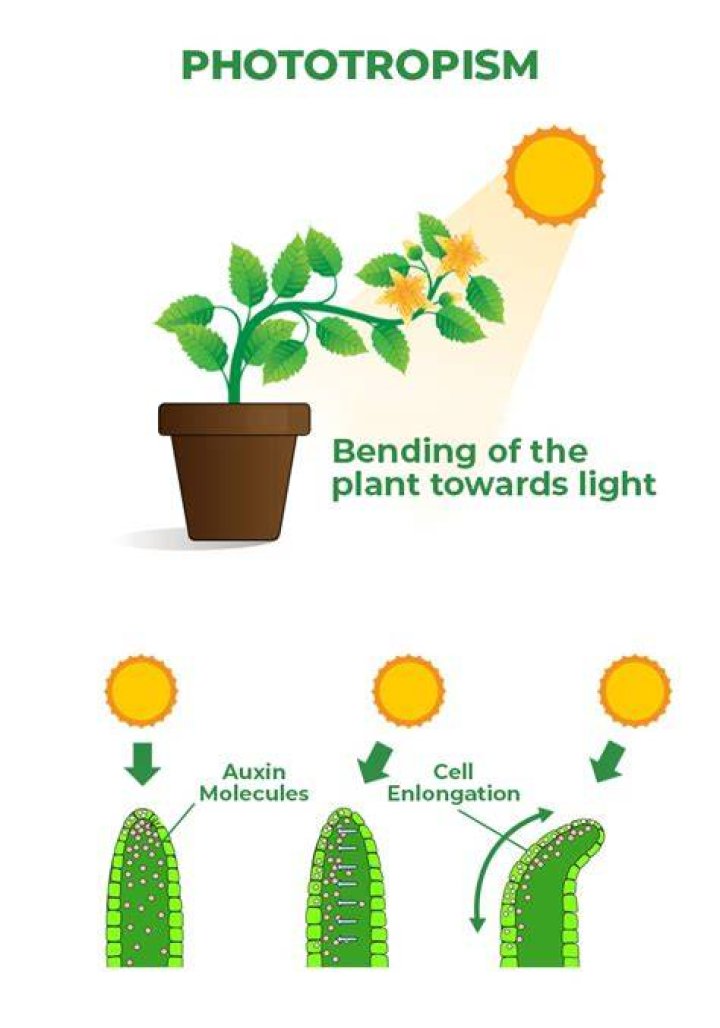 Who performed the experiments on phototropism?