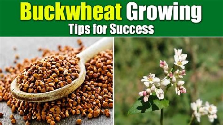 Who to grow buckwheat?
